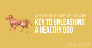 2021.06.15 – DL – Dog Digestive Header