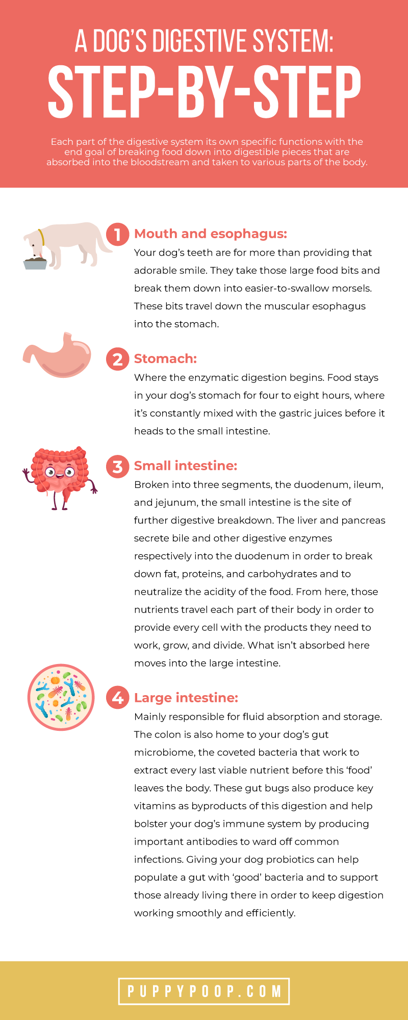 Step-by-Step guide to the dog digestive system with illustrations