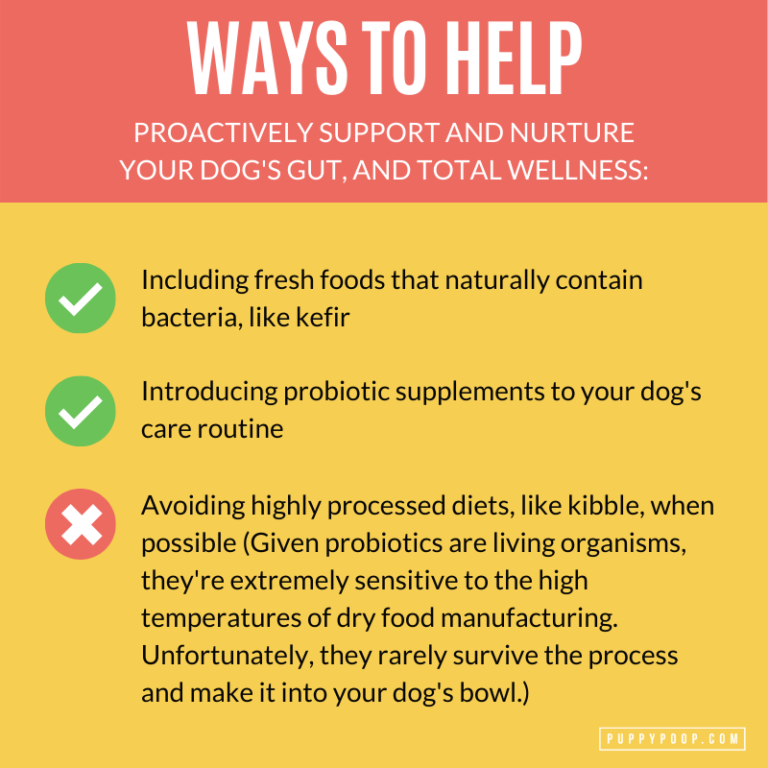 The Dog Digestive System Plays An Important Role in Dog Health