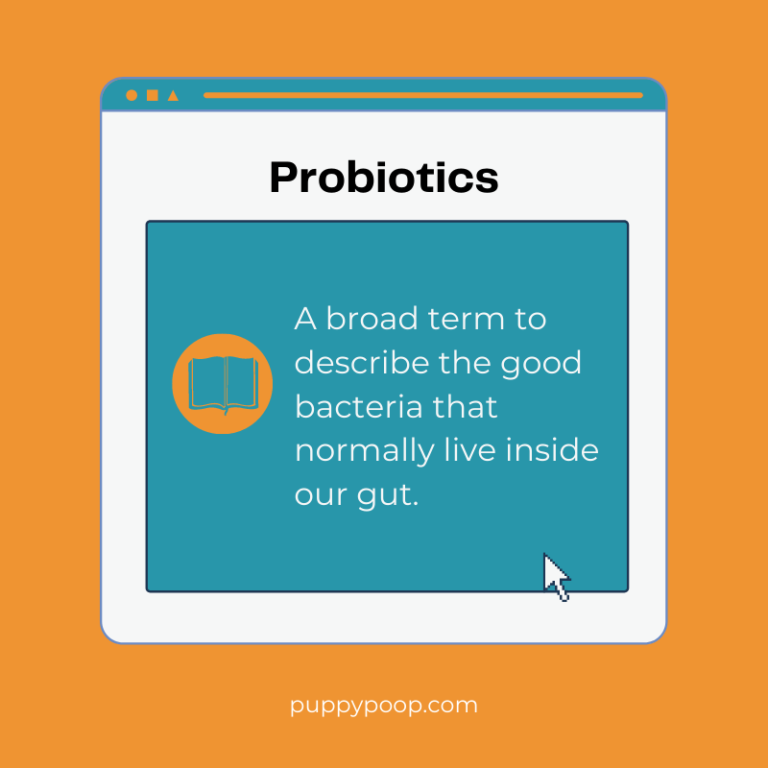 Dog Digestive System: Does my dog food contain probiotics?