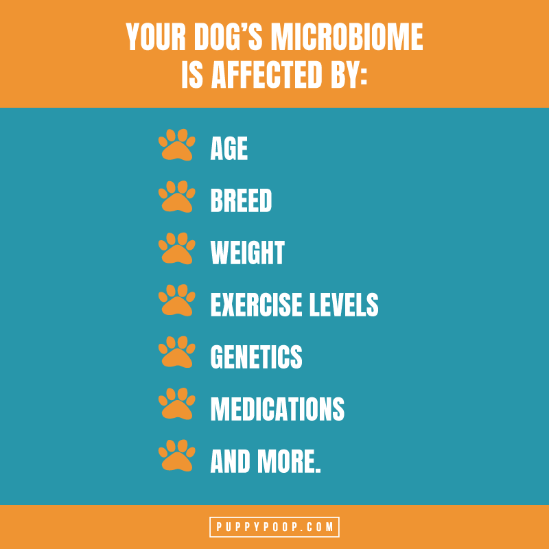 Prevotella bacteria in dogs microbiome list