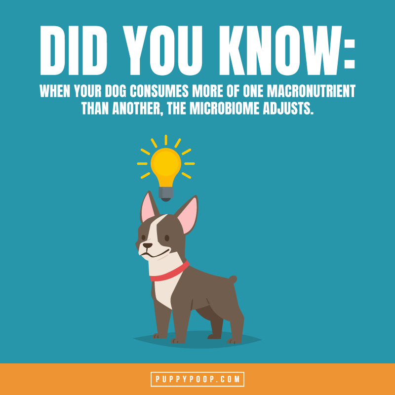 Prevotella bacteria in dogs did you know graphic dog with lightbulb