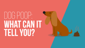 2021.05.14-DL-Dog-Poop-WCITY-Blog-9-1024×576