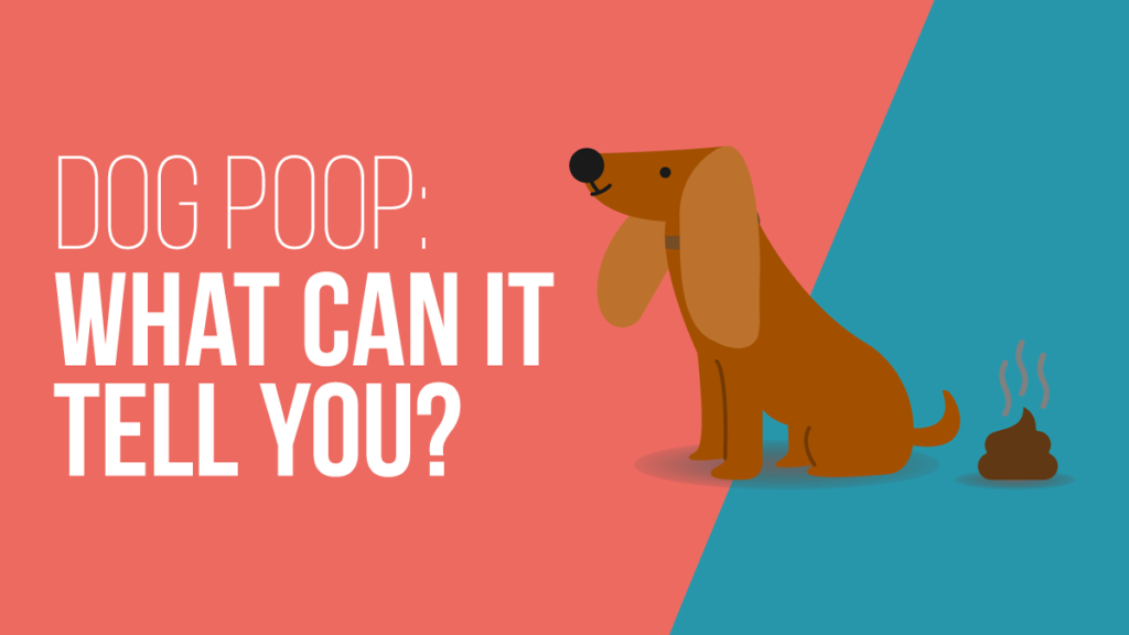what are dogs smelling for when they poop