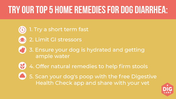 List of top five home remedies for dog diarrhea