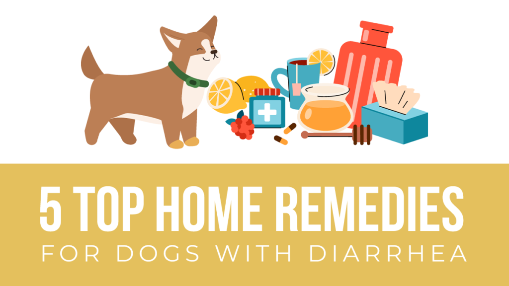 Home Remedies for Blood And Mucus in Dog Stool: Effective Solutions