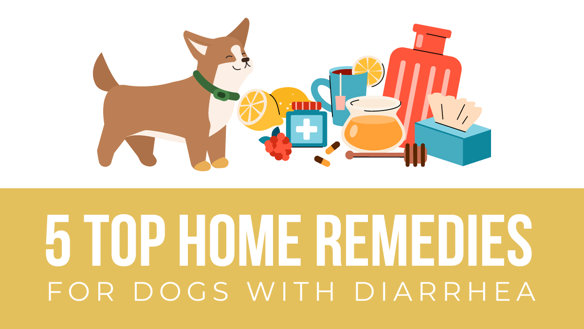 Dehydration in Puppies Home Remedy: Beat the Heat with These Natural Solutions