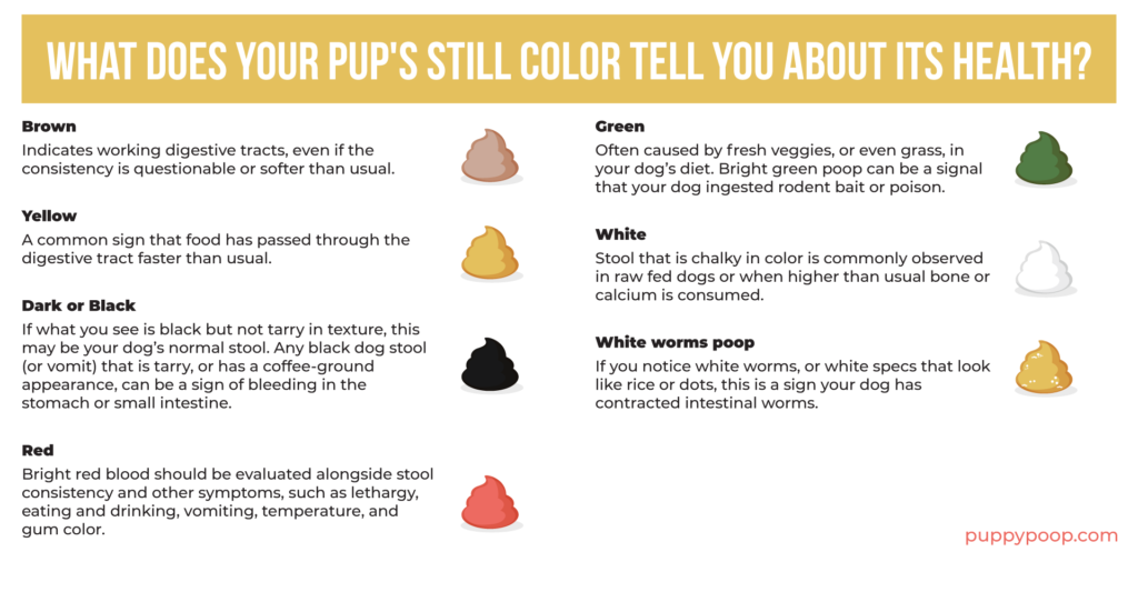 Use Our Healthy Dog Poop Chart to Discover If Your Dog's Poop is