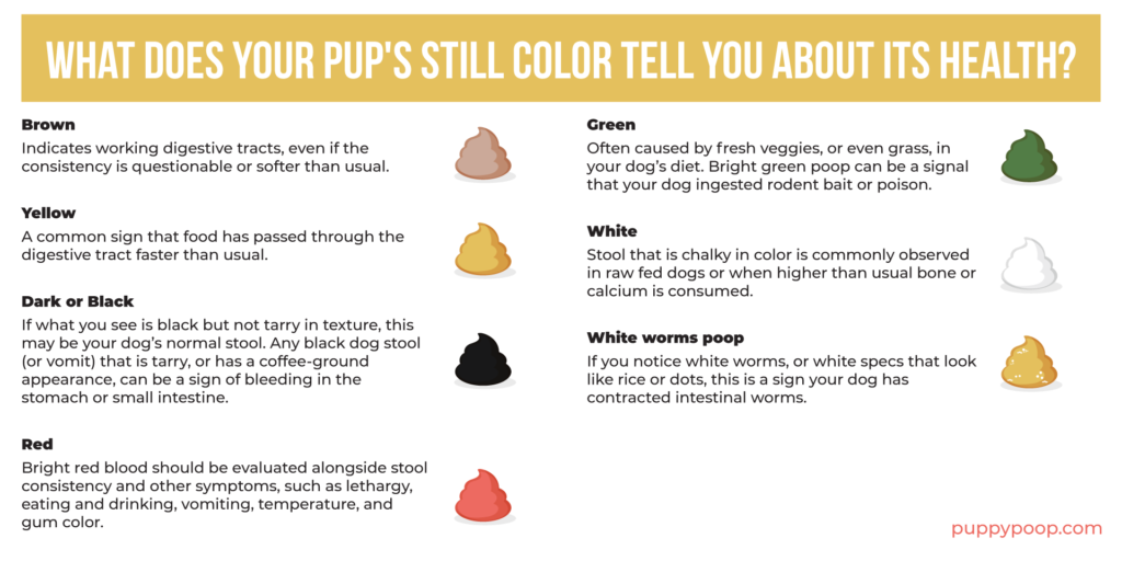 Use Our Healthy Dog Poop Chart To Discover If Your Dog s Poop Is Healthy