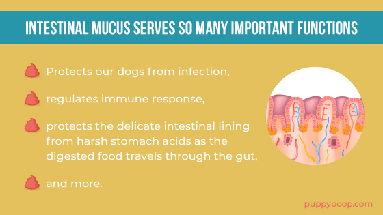 Graphic of important functions of intestinal mucus