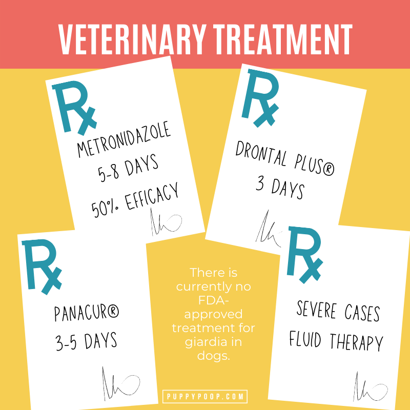 Veterinary Treatement for Giardia in Dogs Graphic