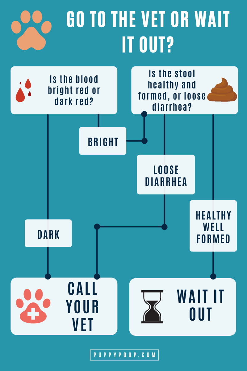 Is Your Dog Pooping Blood? Is it Time to Go to the Vet or Wait it Out?