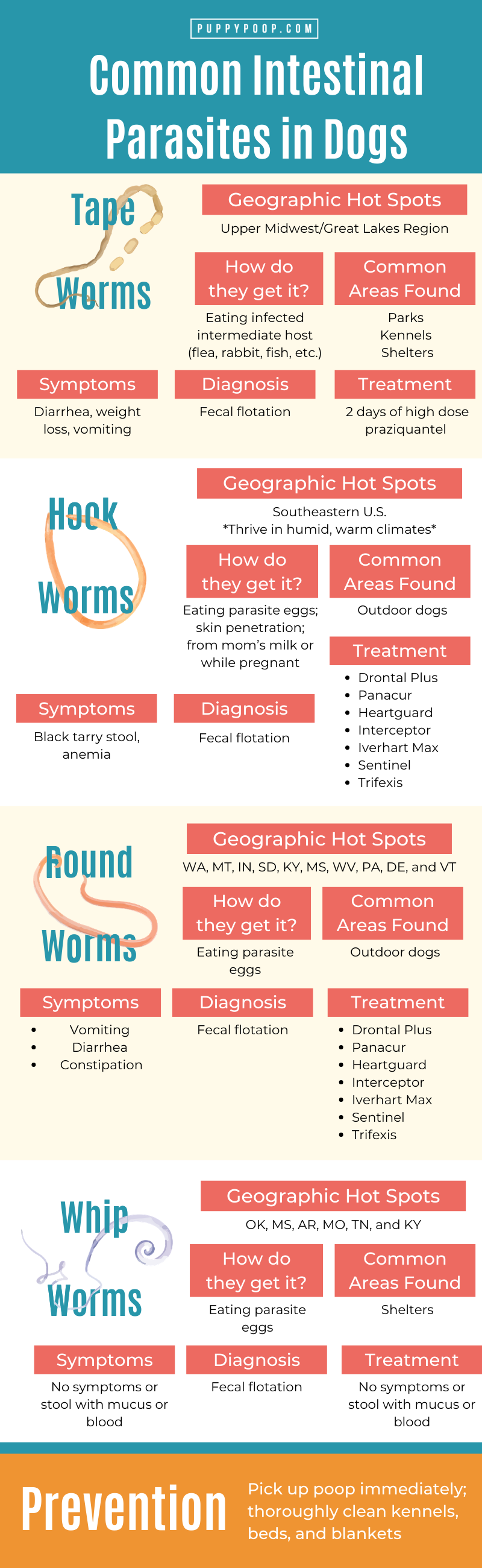 Common Intestinal Worms in Dog Poop Graphic Chart