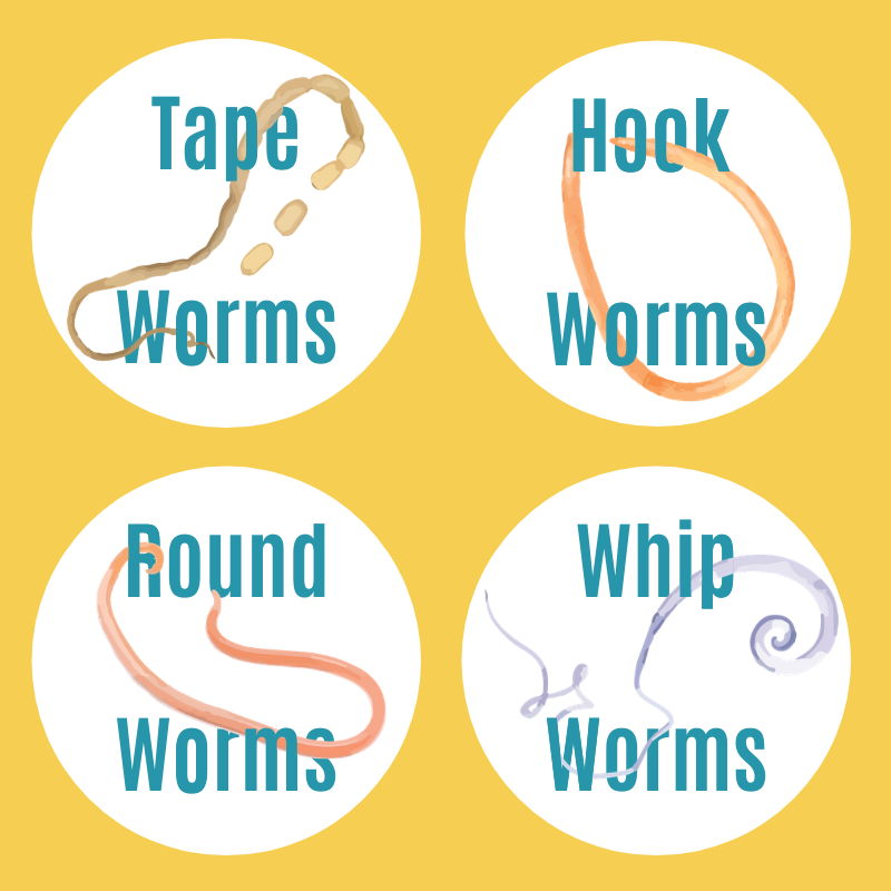 how common are roundworms in dogs