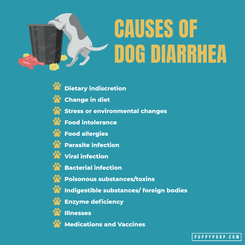 what-is-causing-my-dogs-diarrhea