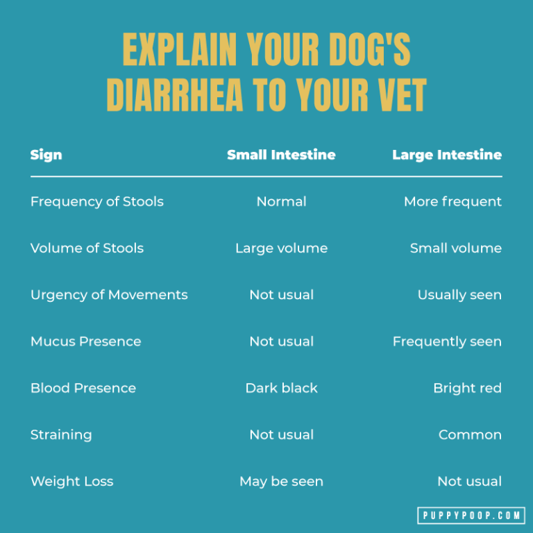 Causes of Dog Diarrhea to Keep Your Dog Healthy