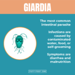 What is Giardia in Dogs? How is Giardia Treated and Prevented?