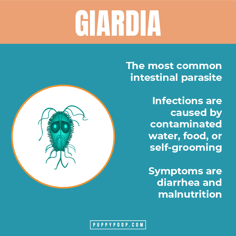 Graphic explaining Giardia and symptoms of Giradia in dogs