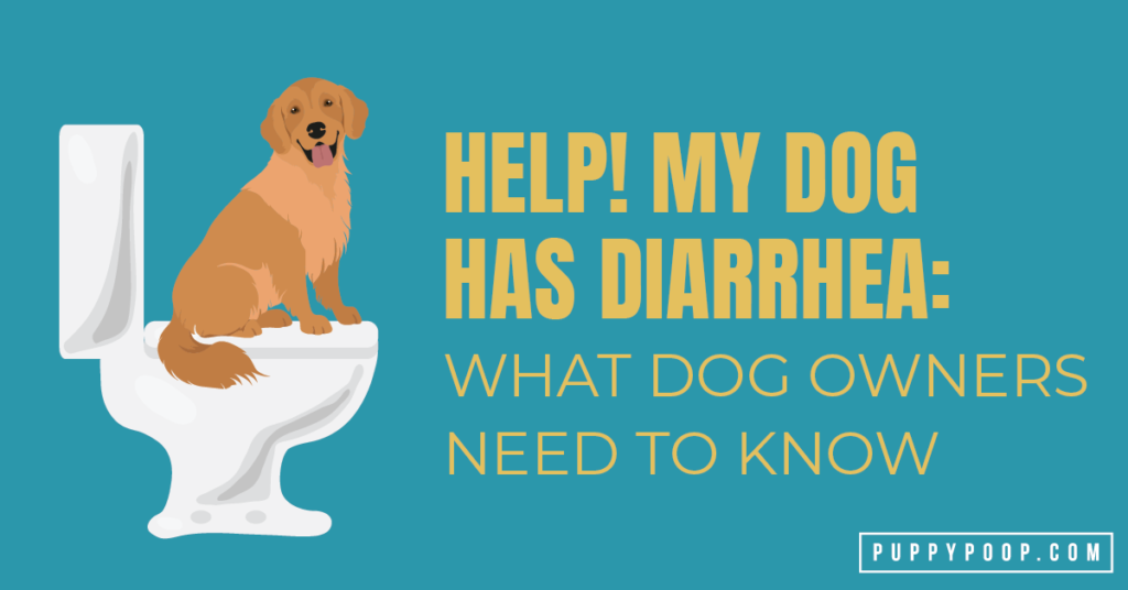 what should i give my dog with diarrhea