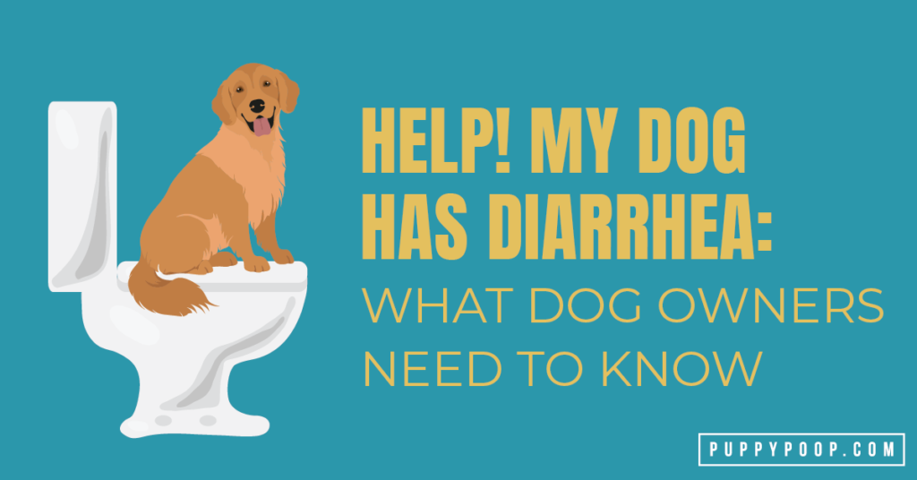 what helps a constipated puppy poop