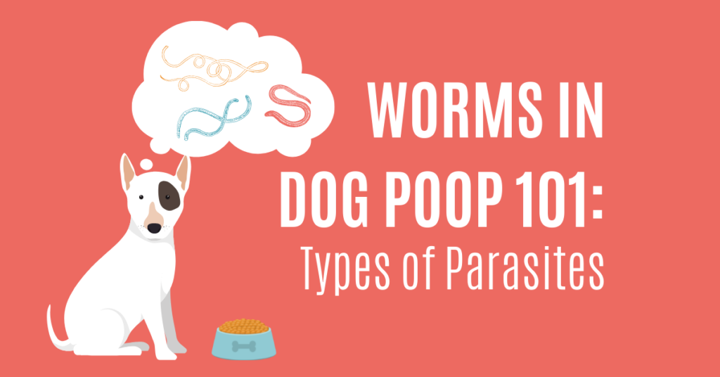 Finding Worms in Dog Poop? Check Out Our Guide to Dog Parasites