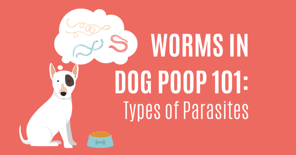 Small Worms In Dog Poop