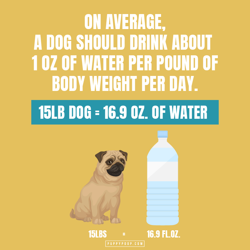 Graphic explaining how much water a dog should get to avoid dog dehydration