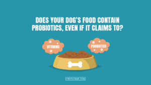 2021.06.30- Probiotics in Dog Food – Featured Image