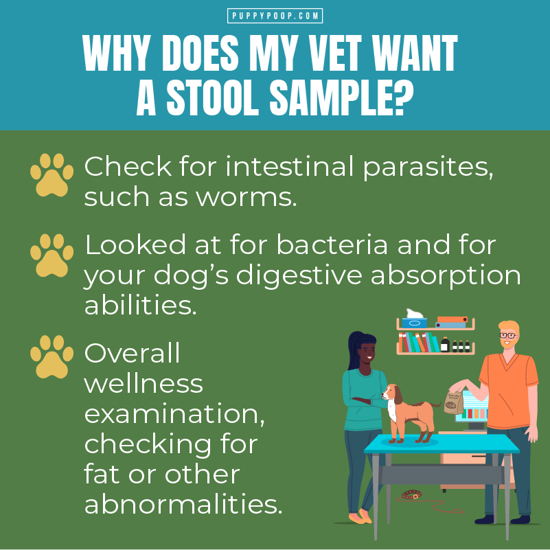 List of why my vet wants a stool sample