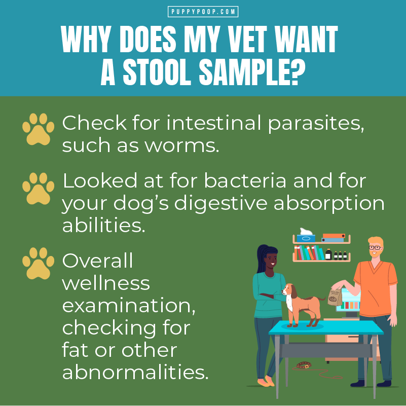 why do vets test dog poop