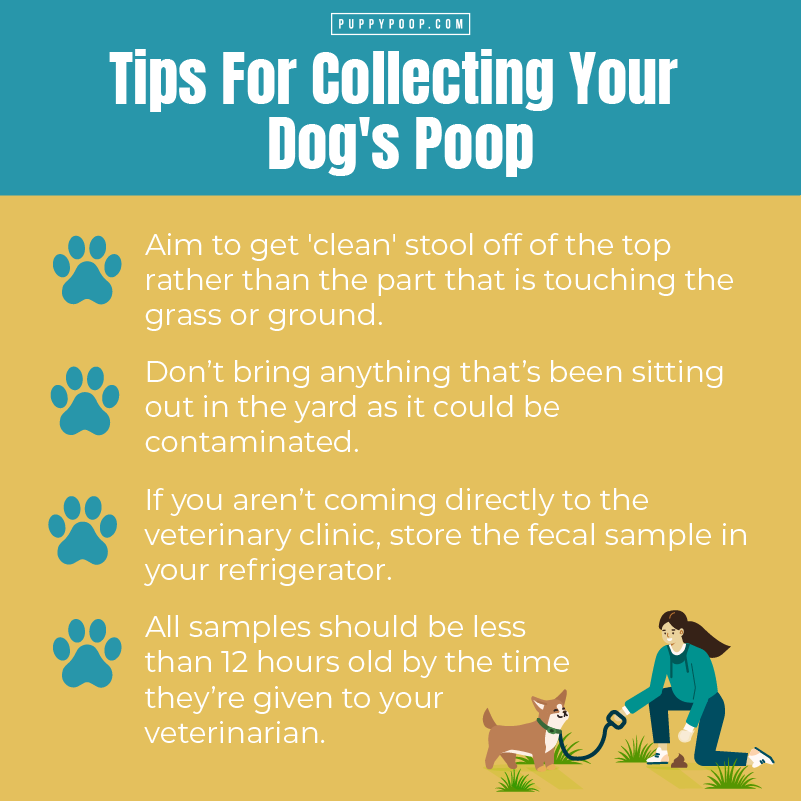 Tips for collecting dog stool with graphic of woman and dog.