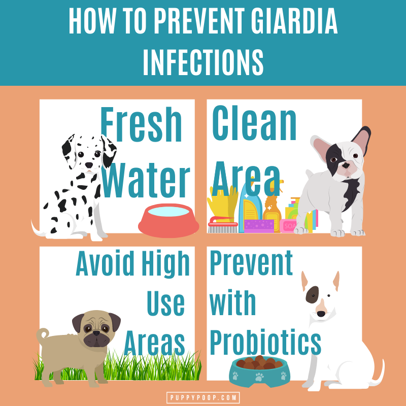 How to Prevent Giardia in Dogs Graphic