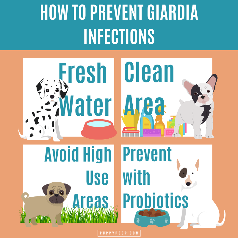 what does giardia poop look like in dogs