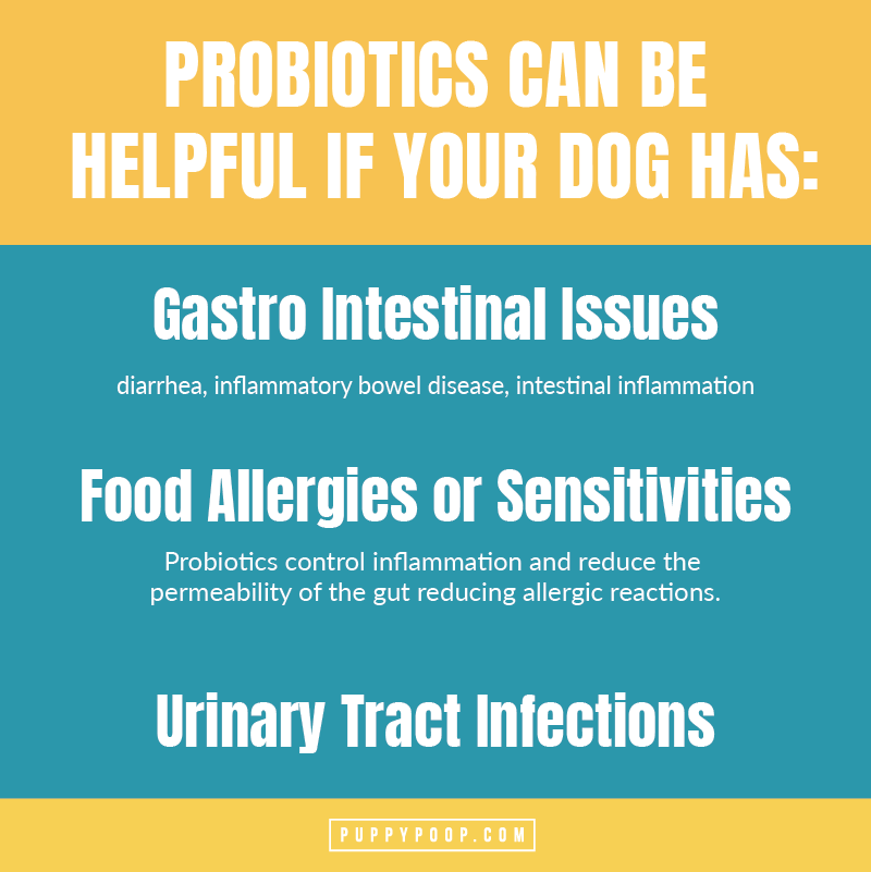 Probiotics can be helpful for your dog graphic