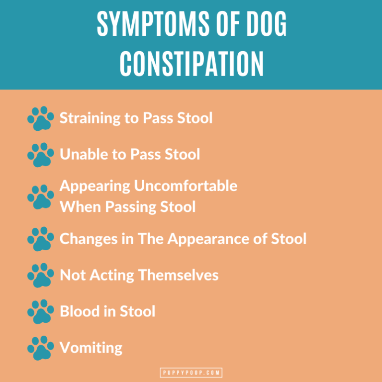 Causes of Dog Constipation and Remedies to Keep Your Dog Healthy