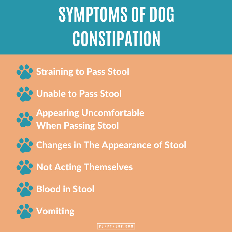 Symptoms of dog constipation graphic