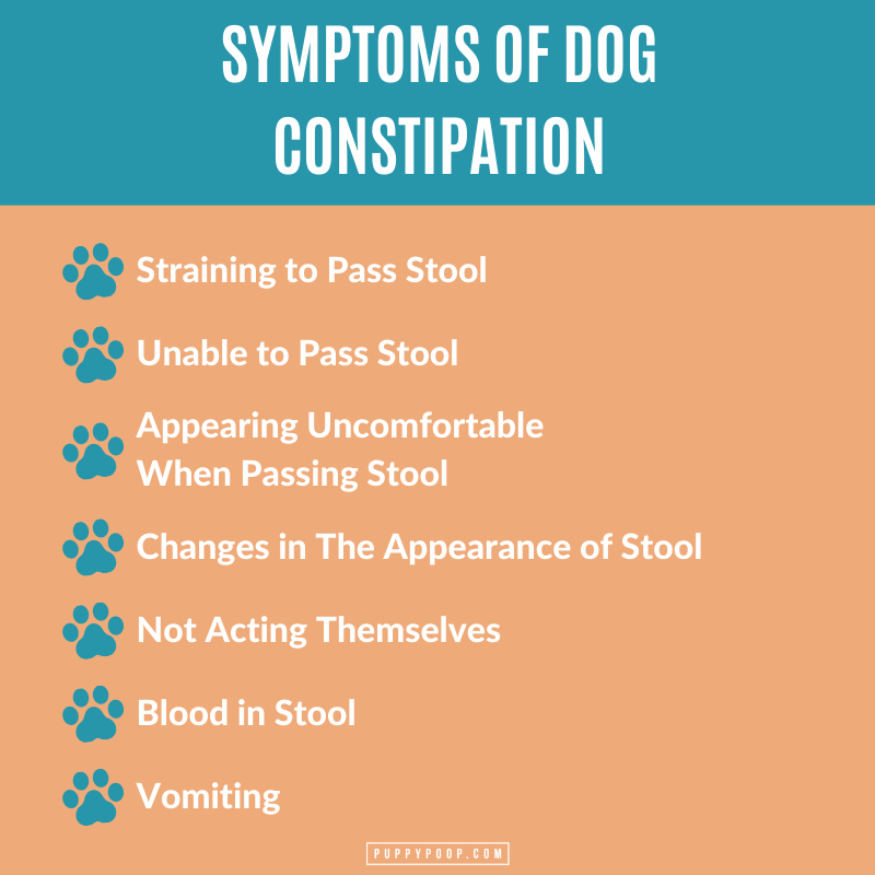 causes-of-dog-constipation-and-remedies-to-keep-your-dog-healthy