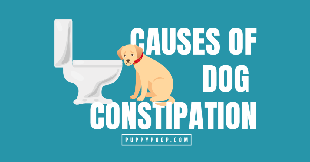 what would make my dog constipated