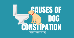 2021.06.28- Causes of Constipation – Featured Image