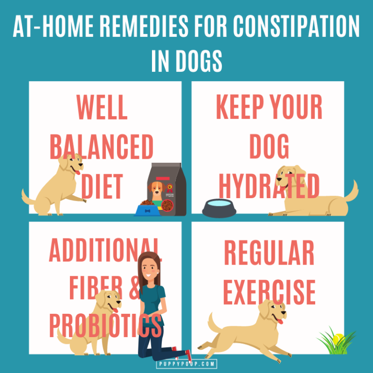 Causes of Dog Constipation and Remedies to Keep Your Dog Healthy