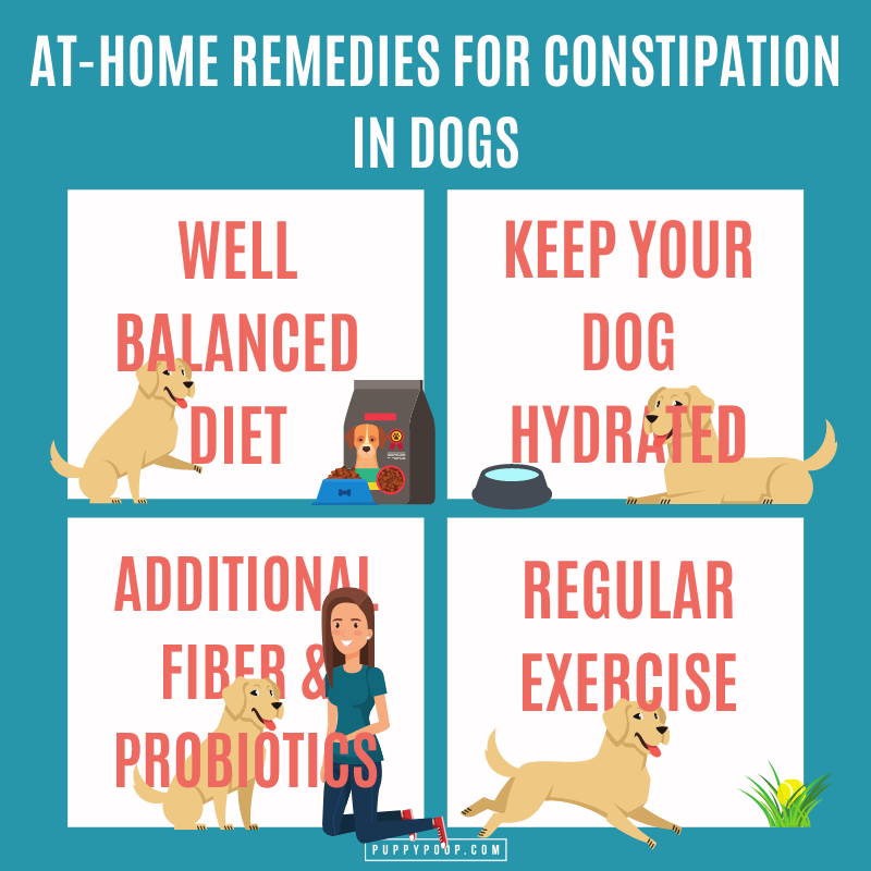 At home remedies for constipation in dogs graphic
