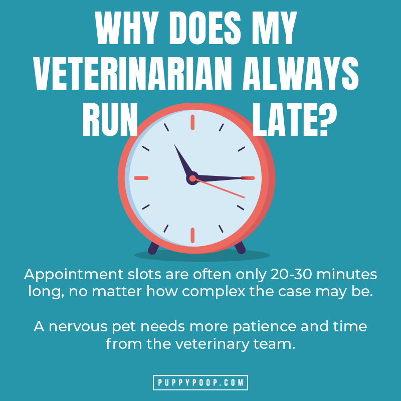 Having empathy for veterinarians when they are running late