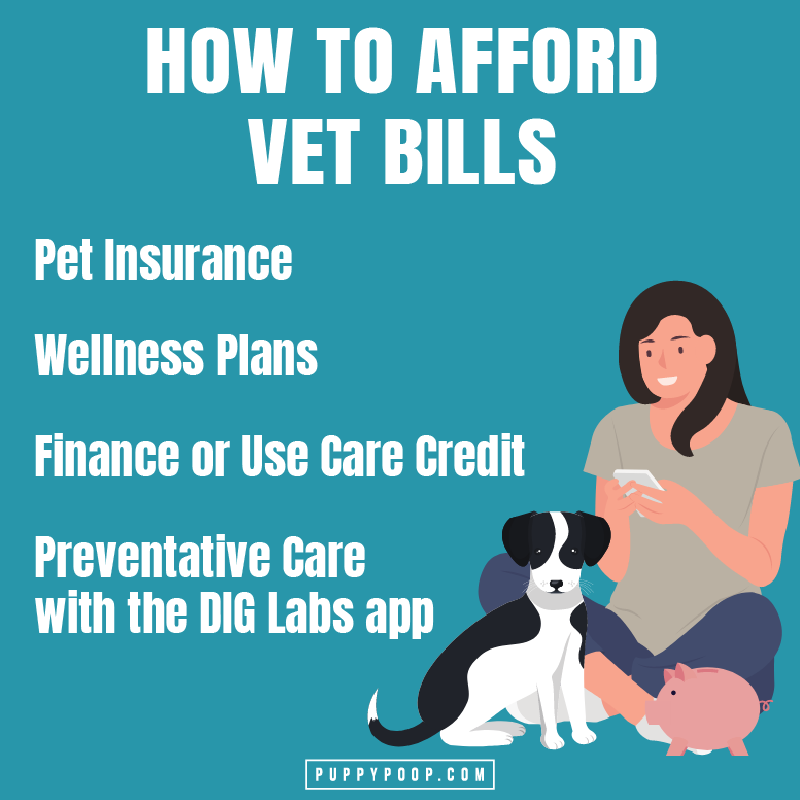 Affording Vet Bills so we can have empathy for veterinarians