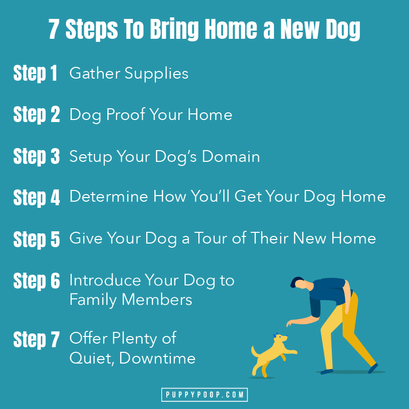 How to keep dog healthy 7 steps