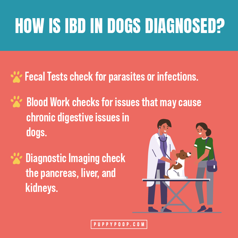 how ibd is diagnosed in dogs graphic