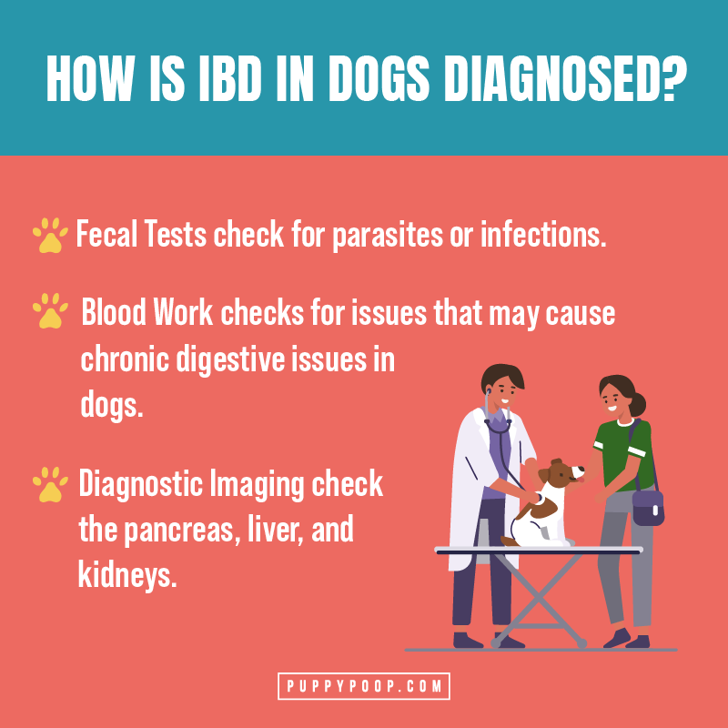 When Dog Diarrhea Deceives Inflammatory Bowel Disease (IBD) in Dogs