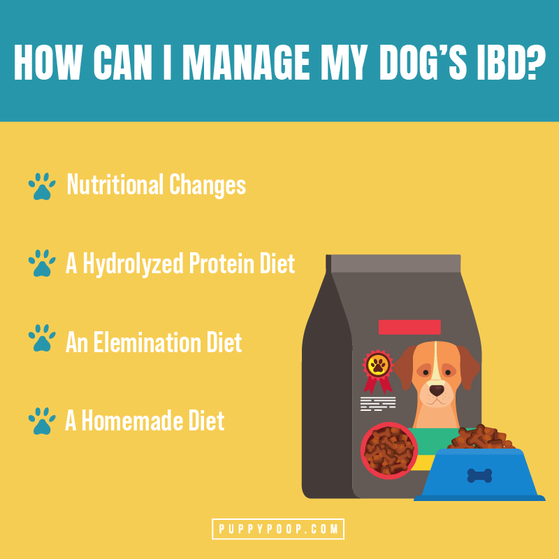 how can I manage my dogs ibd graphic