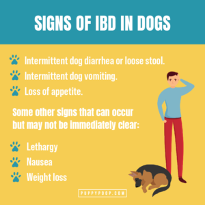 When Dog Diarrhea Deceives: Inflammatory Bowel Disease (IBD) in Dogs