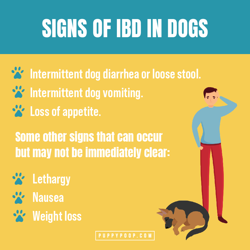 signs of bid in dogs graphic with man and dog