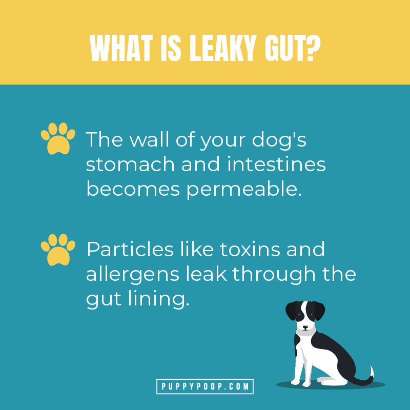 What is leaky gut in dogs?